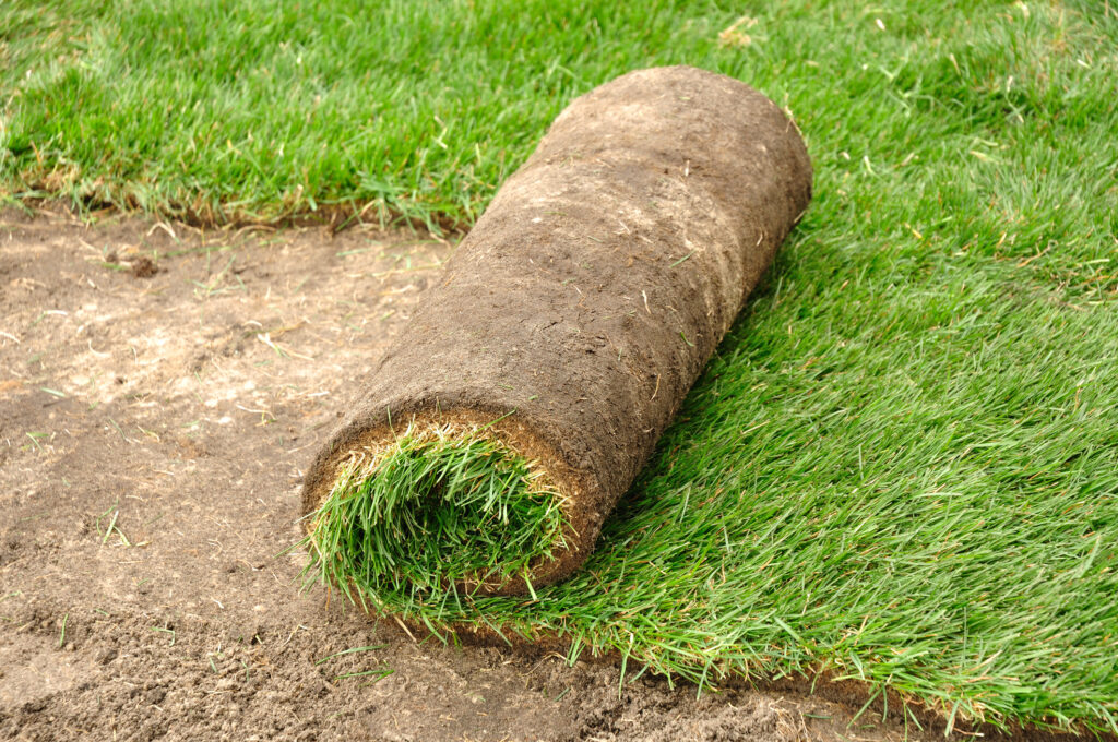 gazon en rouleau naturel