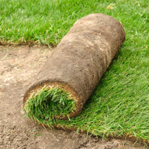 gazon en rouleau naturel