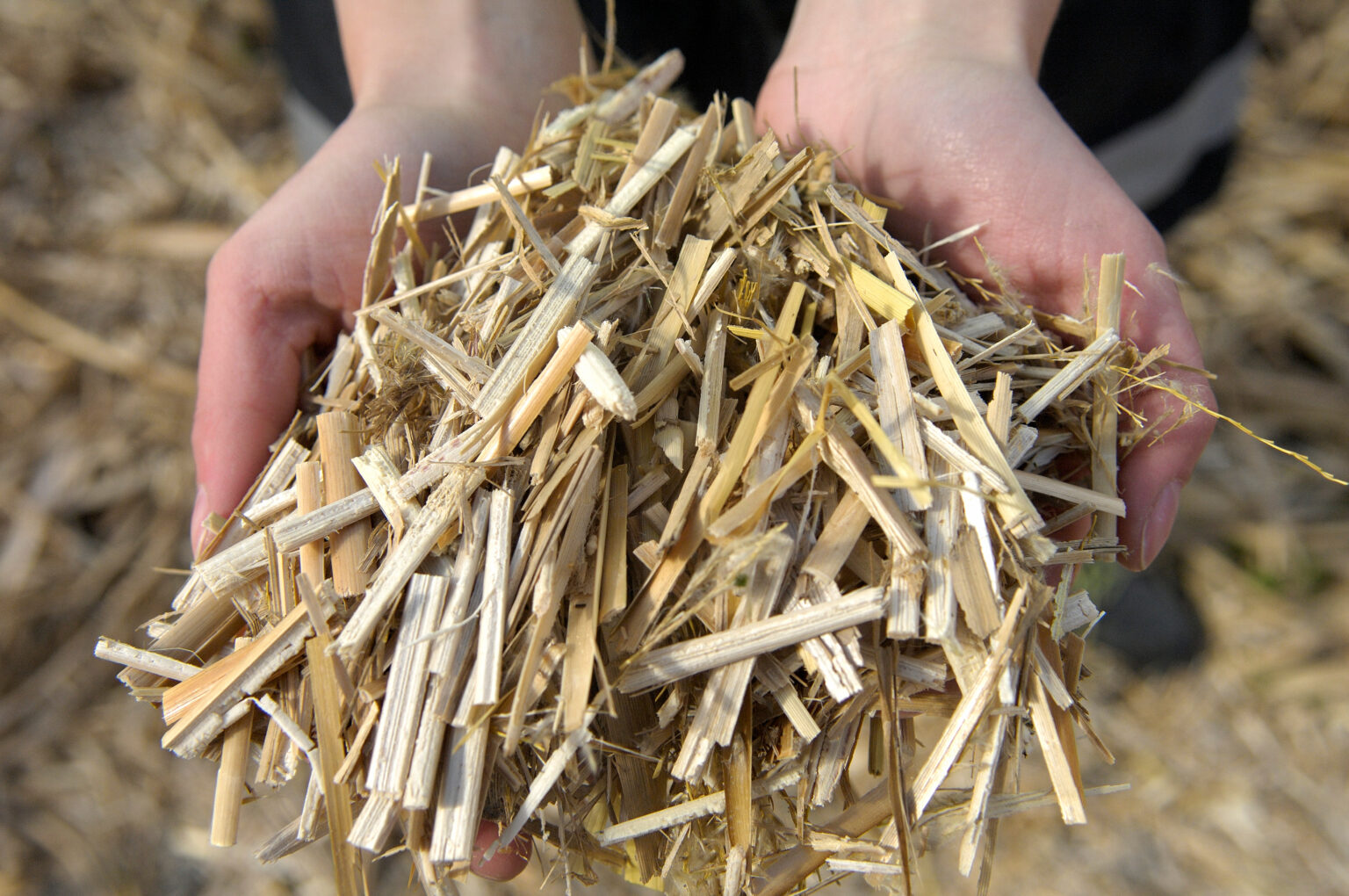 Paillage en miscanthus