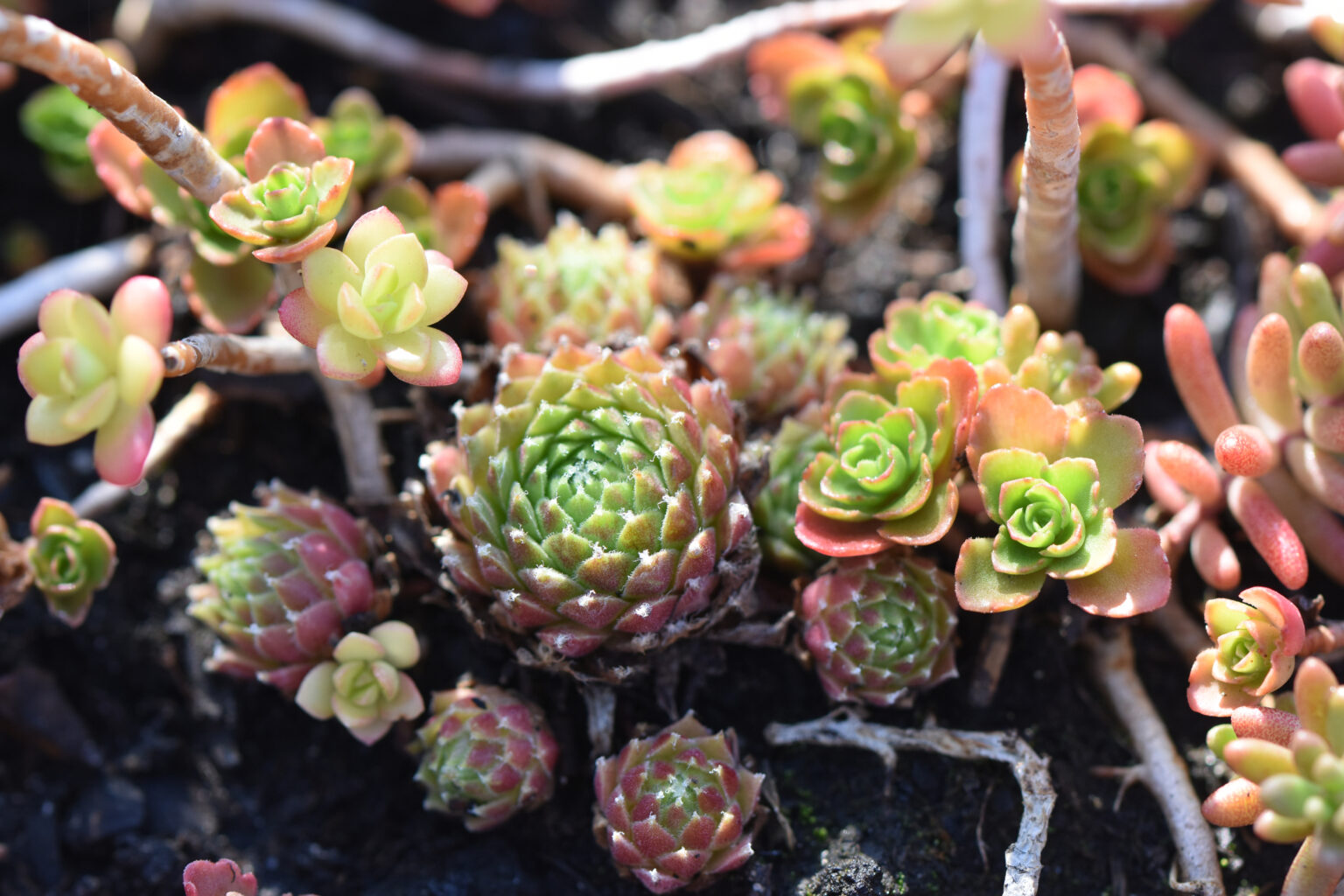prix toiture végétale sedum
