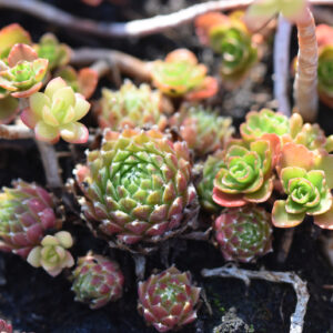 prix toiture végétale sedum