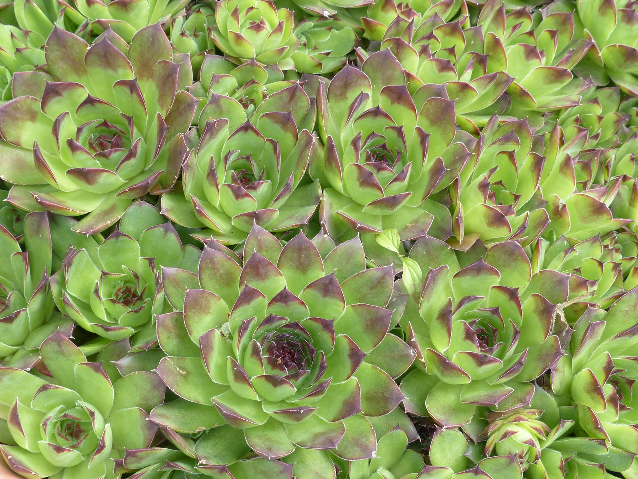 installation toit végétal sedum