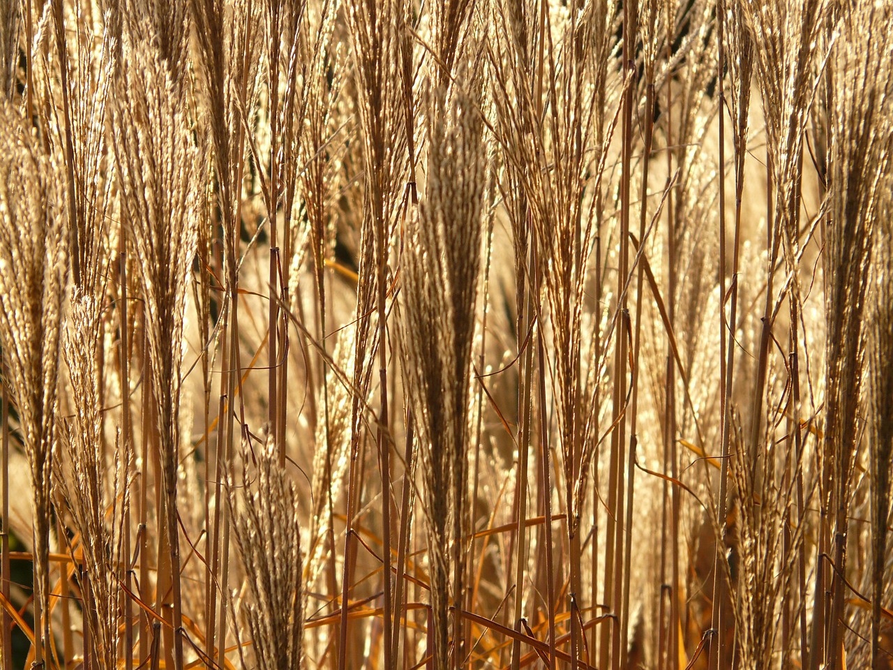 brins de miscanthus