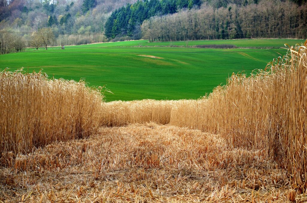 champs de miscanthus