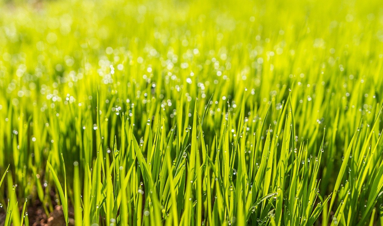 gros plan sur de l'herbe