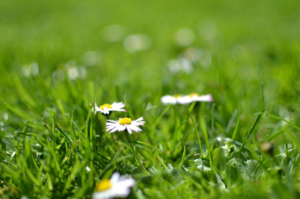 paquerette dans l'herbe